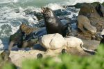 PICTURES/La Jolla Cove - Cormorants & Pelicans/t_BC & Seal.JPG